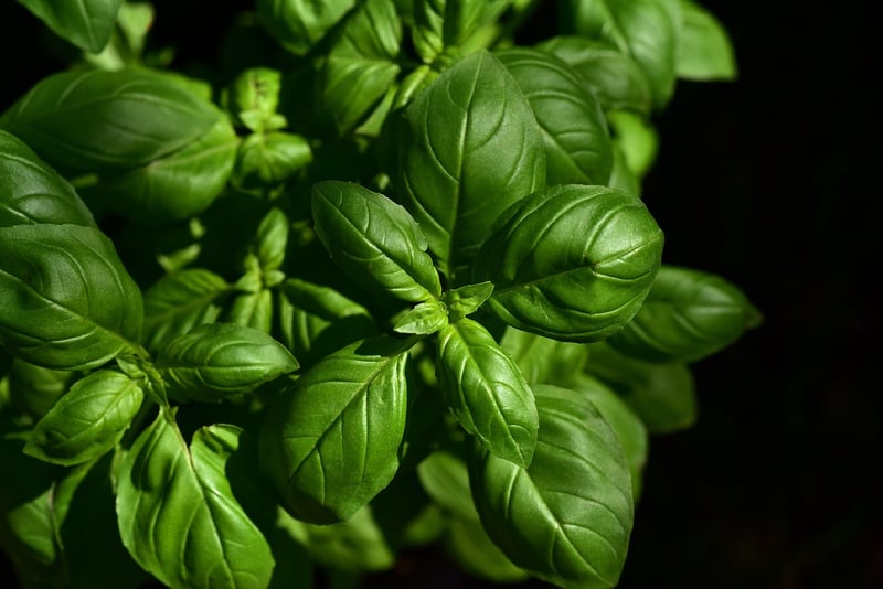 Basil Infusion