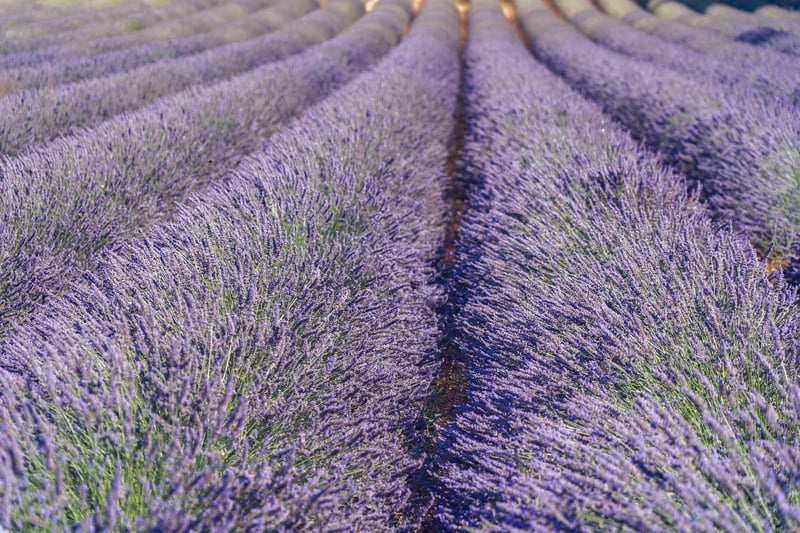 Lavender Infusion