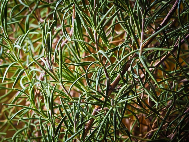 Rosemary Infusion